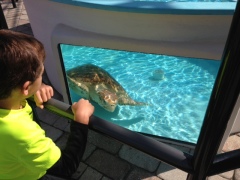 Juno Beach Loggerhead Marine Life Center